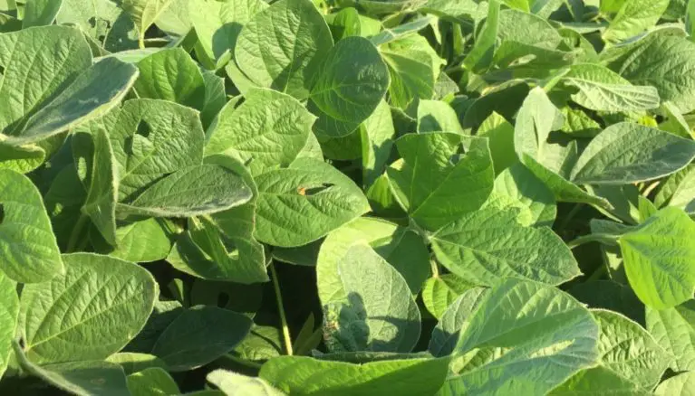 close up of soybean blooms