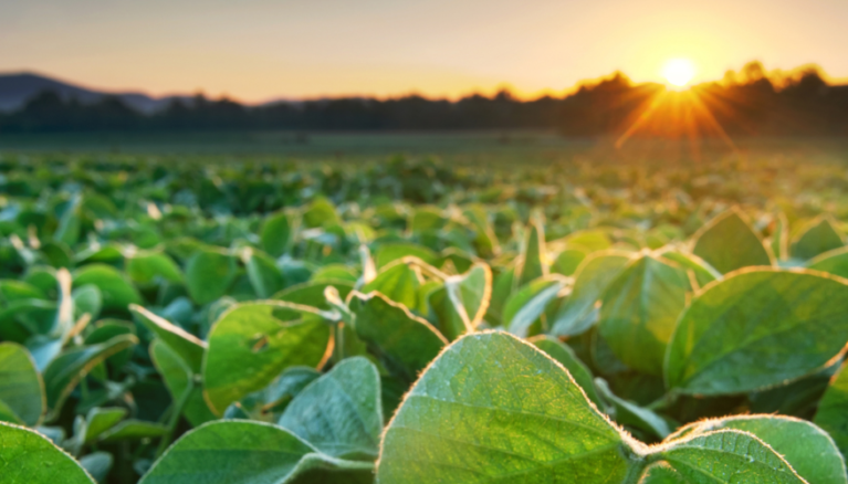 Michigan soybean yield