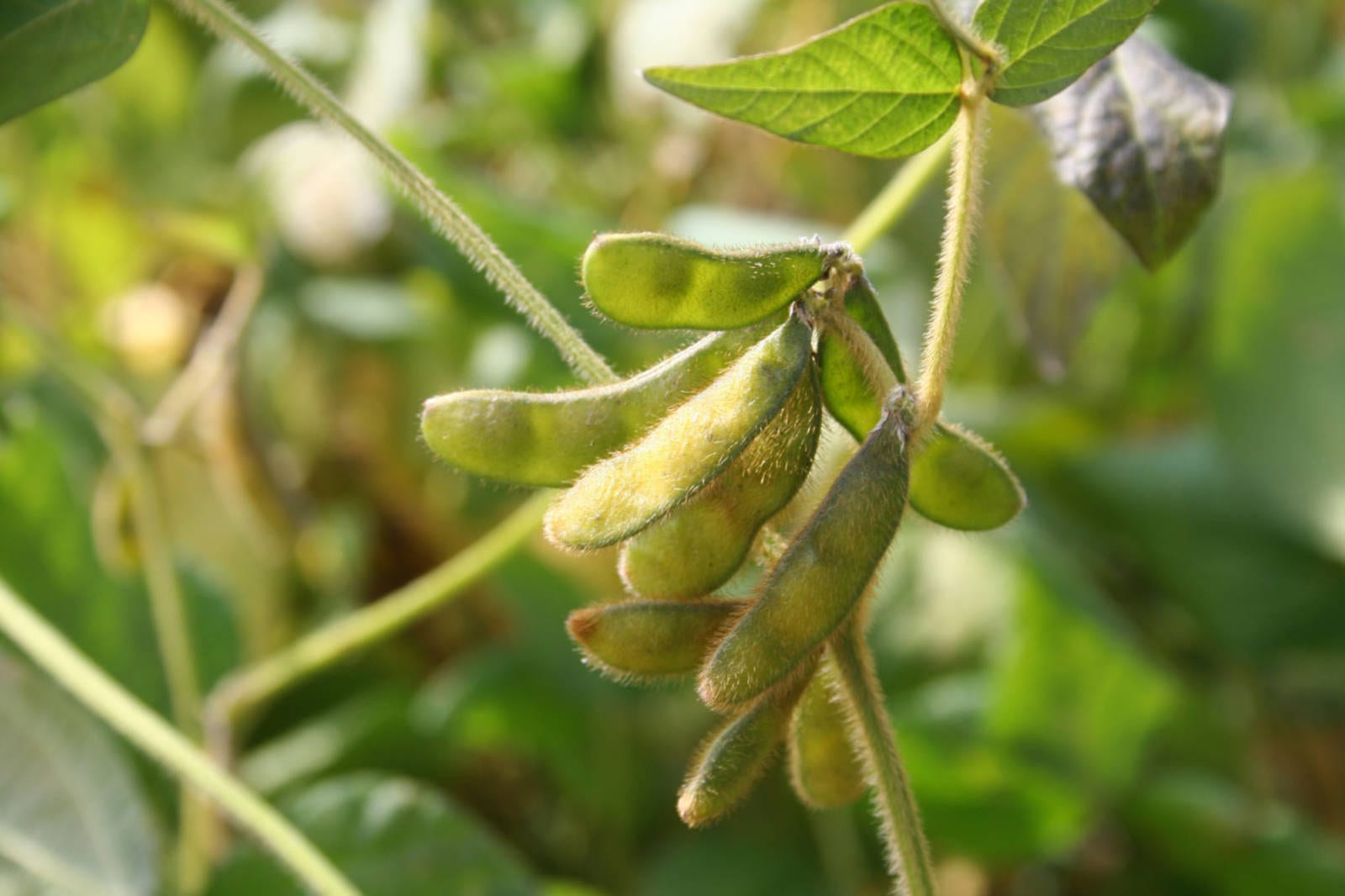 South American Soybean Crop Ideas Rise as Harvest Advances - U.S. Soy