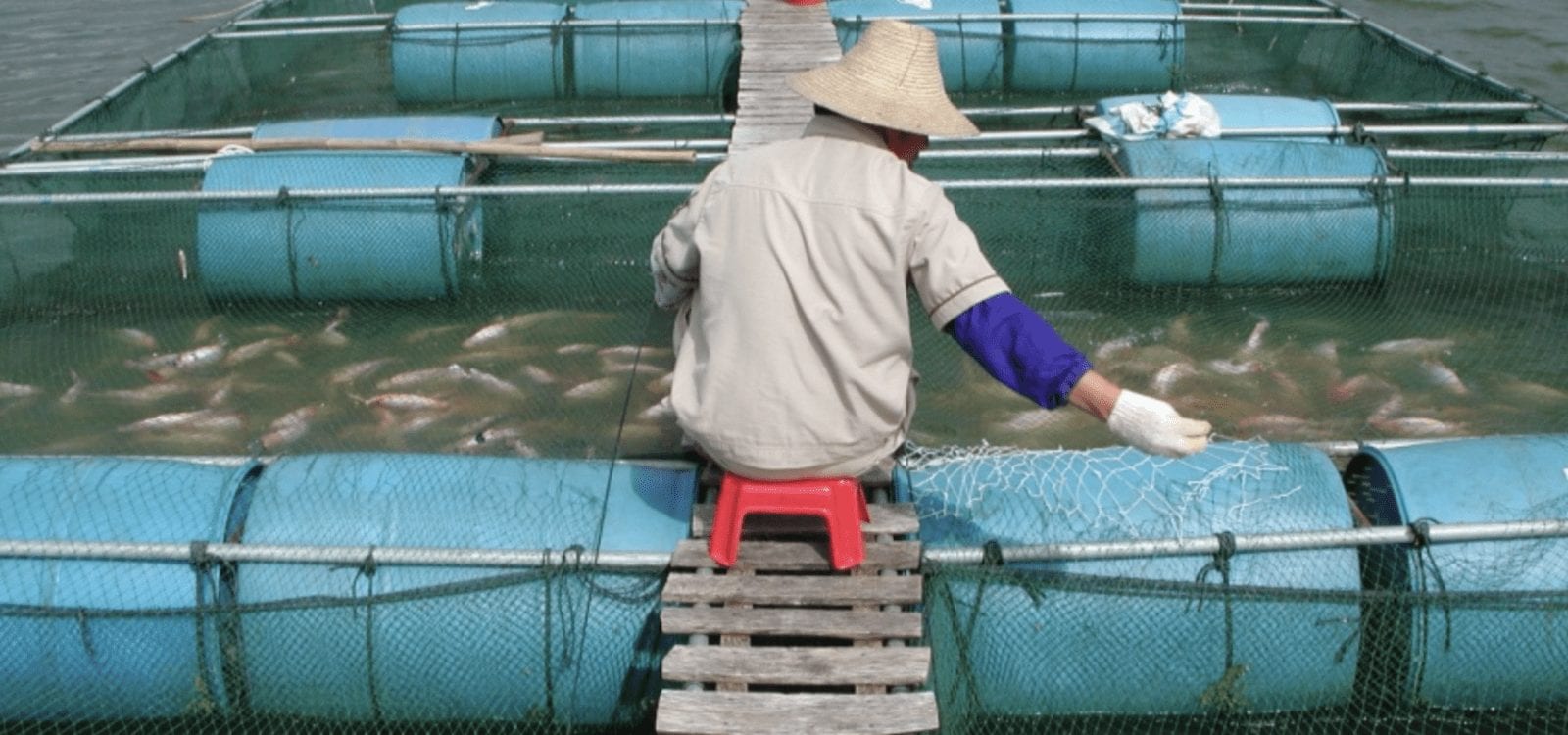 U.S. Soy Sees Potential in Aquaculture - U.S. Soy