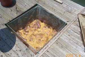 Tilapia Feeding