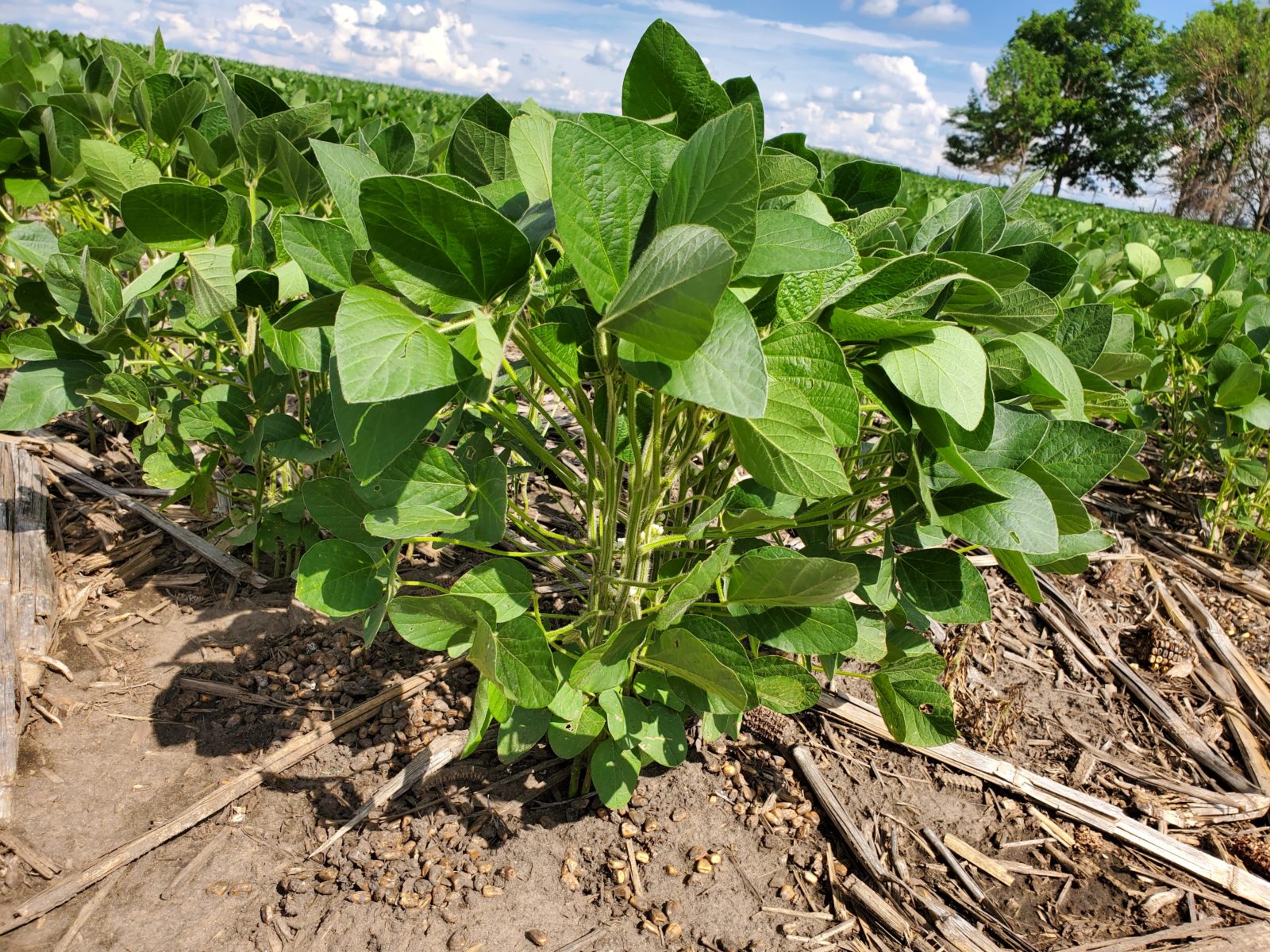 Ground Work 2021: Moisture Dictating Iowa Soybean Growth - U.S. Soy