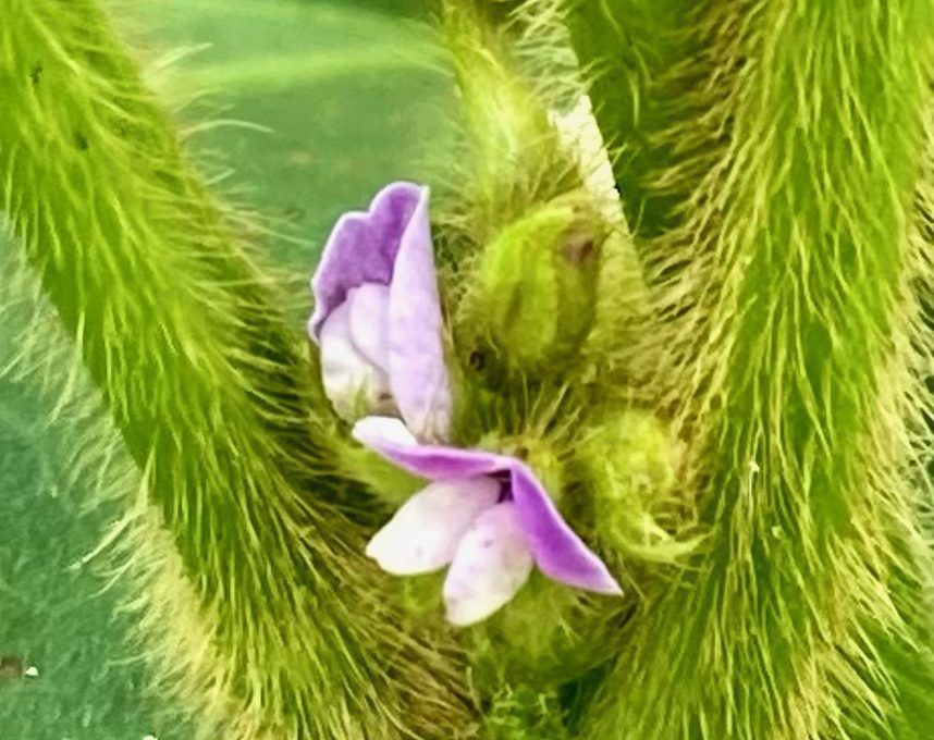 Ground Work 2021 Soybeans and Other Crops Blooming in Alabama U