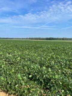 Soybean field