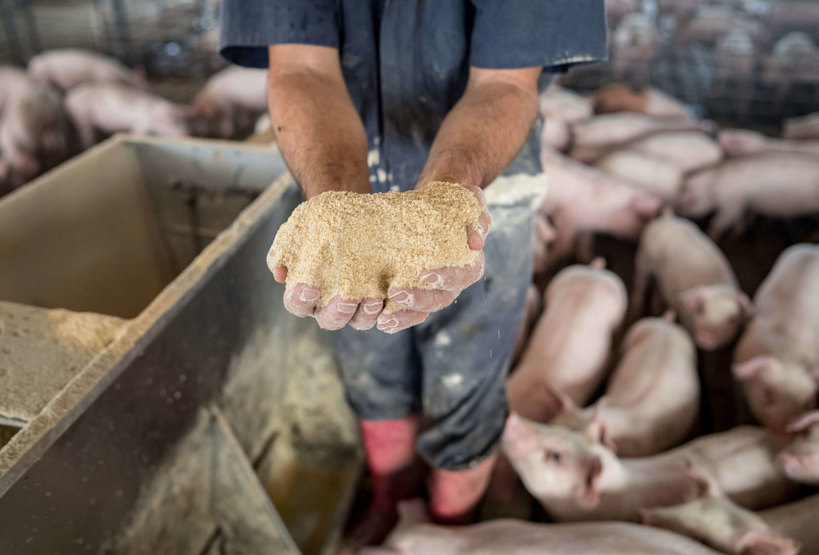 A farmer holds a handful of soy meal among hungry pigs.