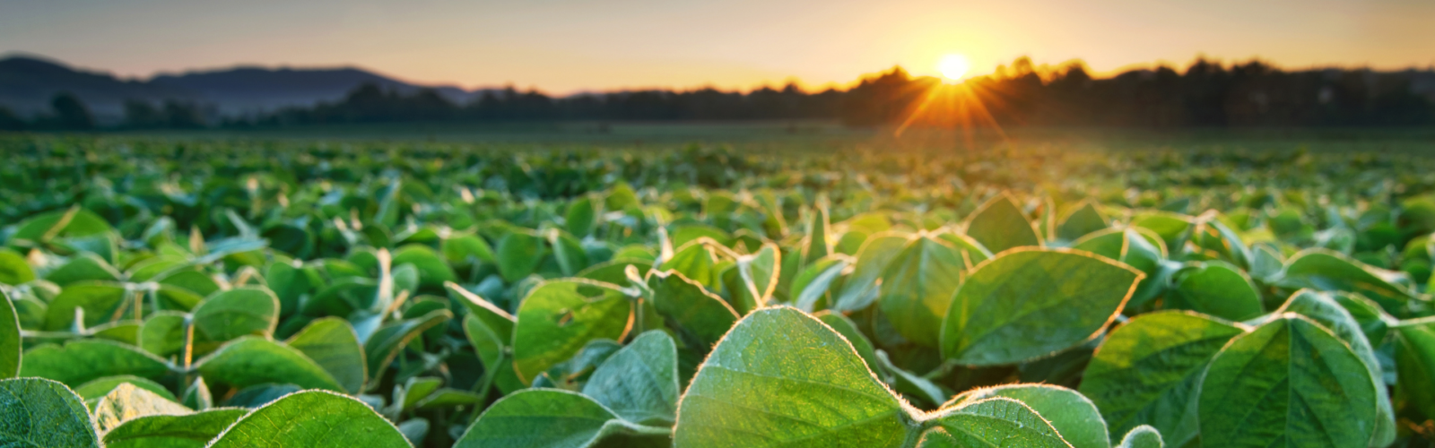 Michigan soybean yield